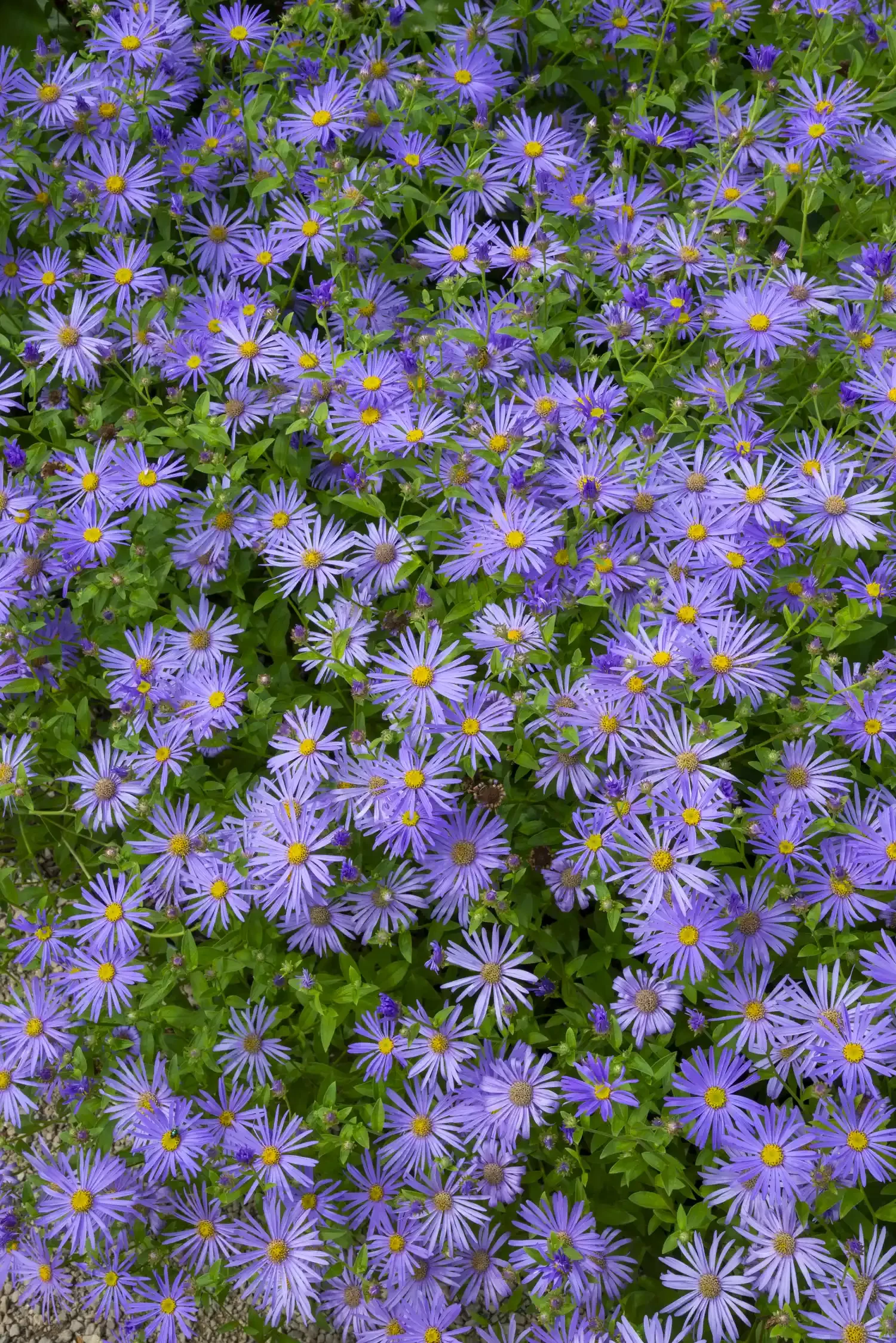 Aster