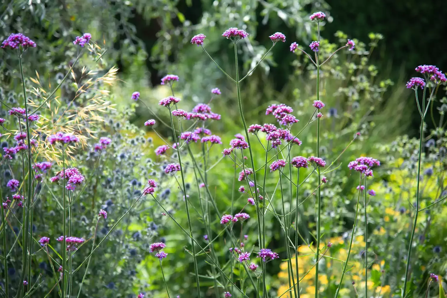 Butterfly Flower Garden
