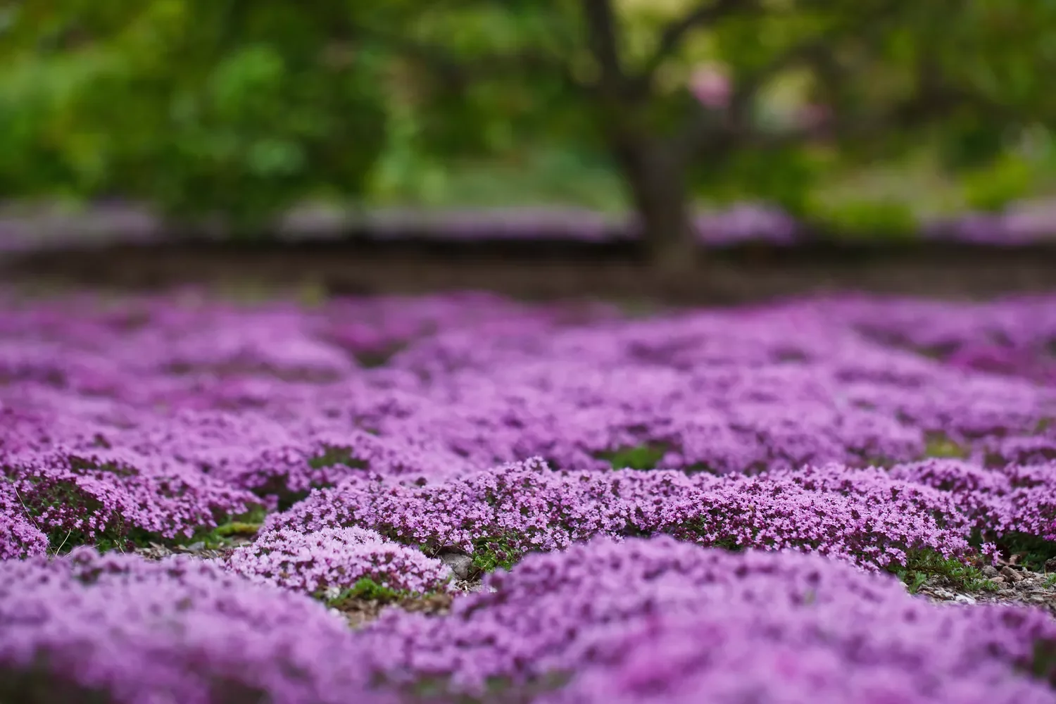 Create Herb Groundcover
