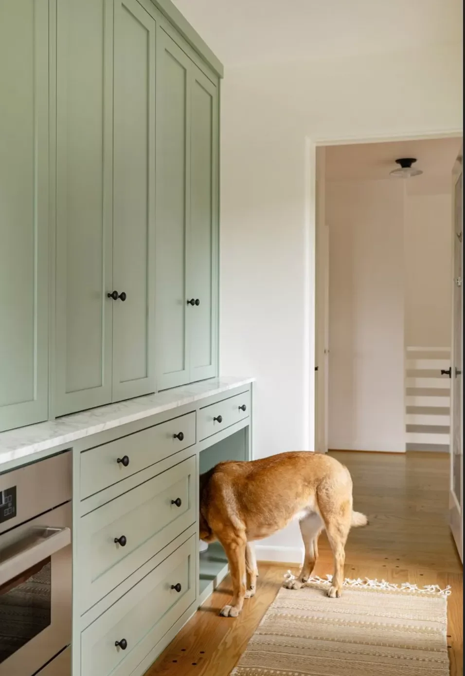 Create a Dog Station
