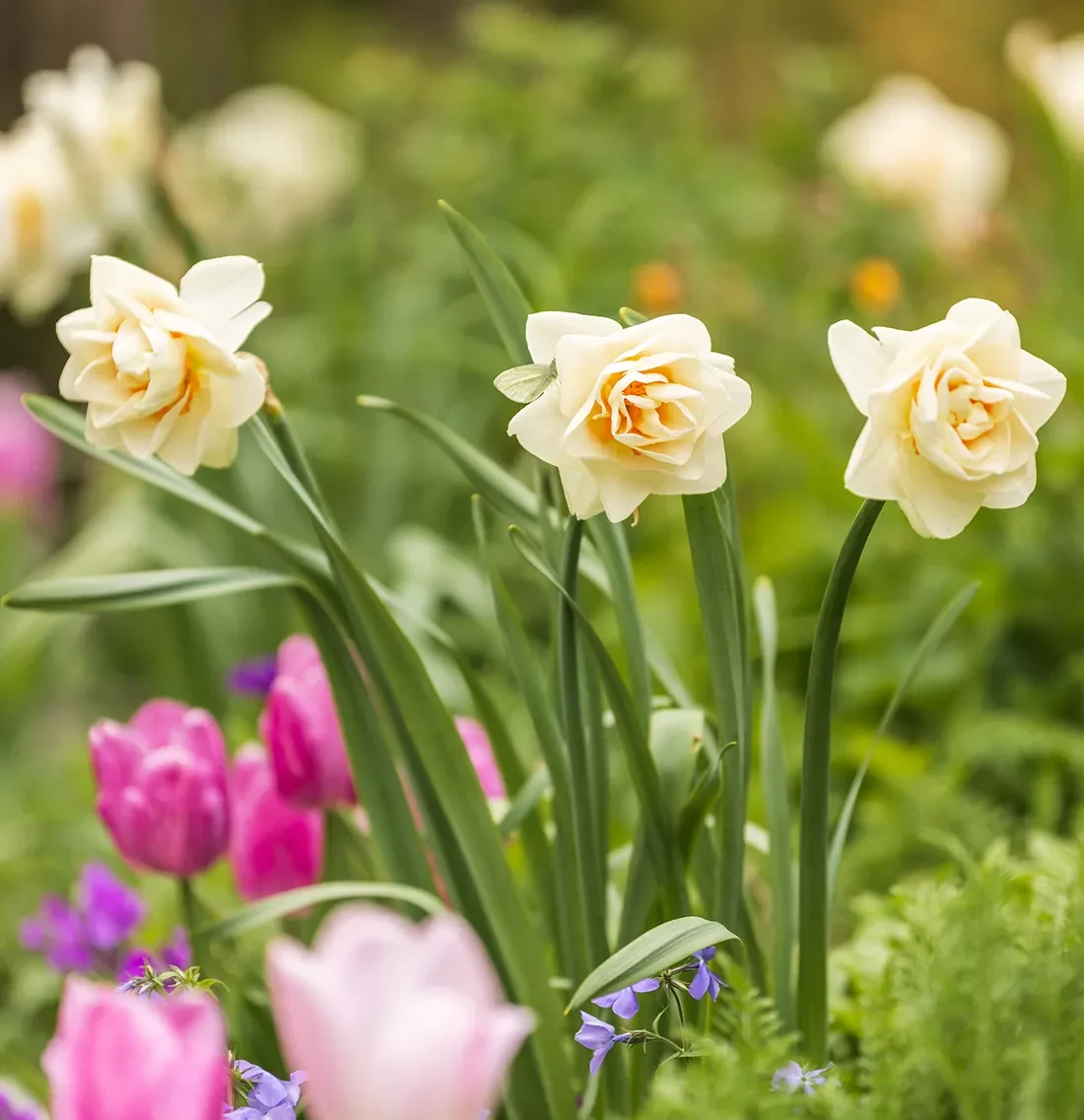 Daffodils