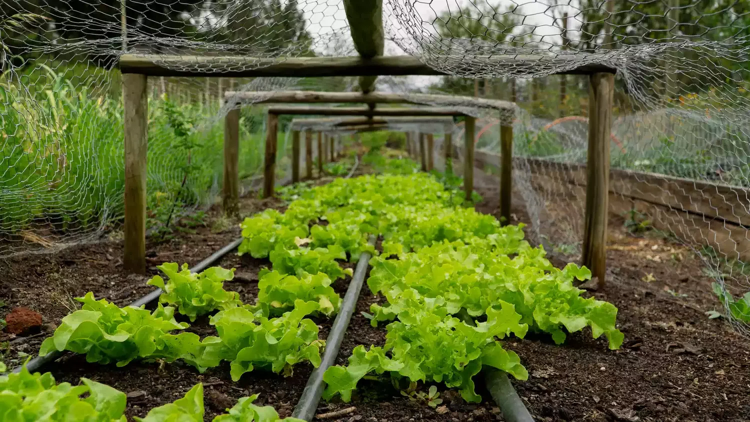 Deter Pests With a Wire Cage
