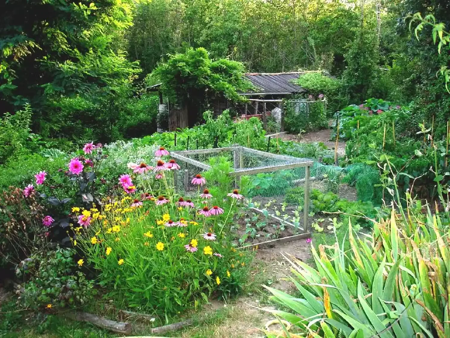 Edible Garden