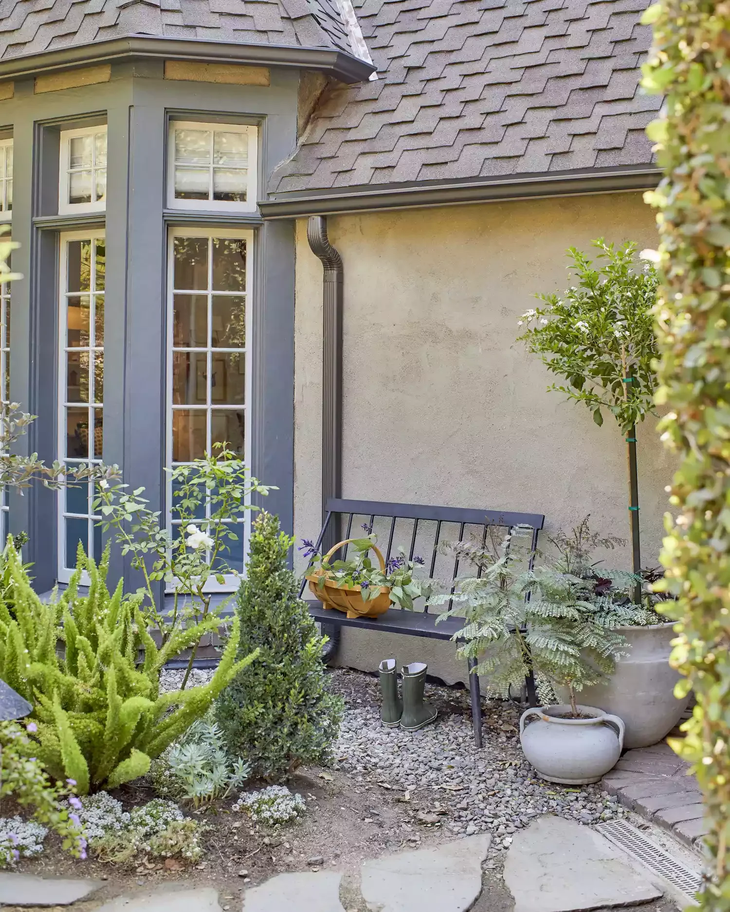 Evergreen Shrubs