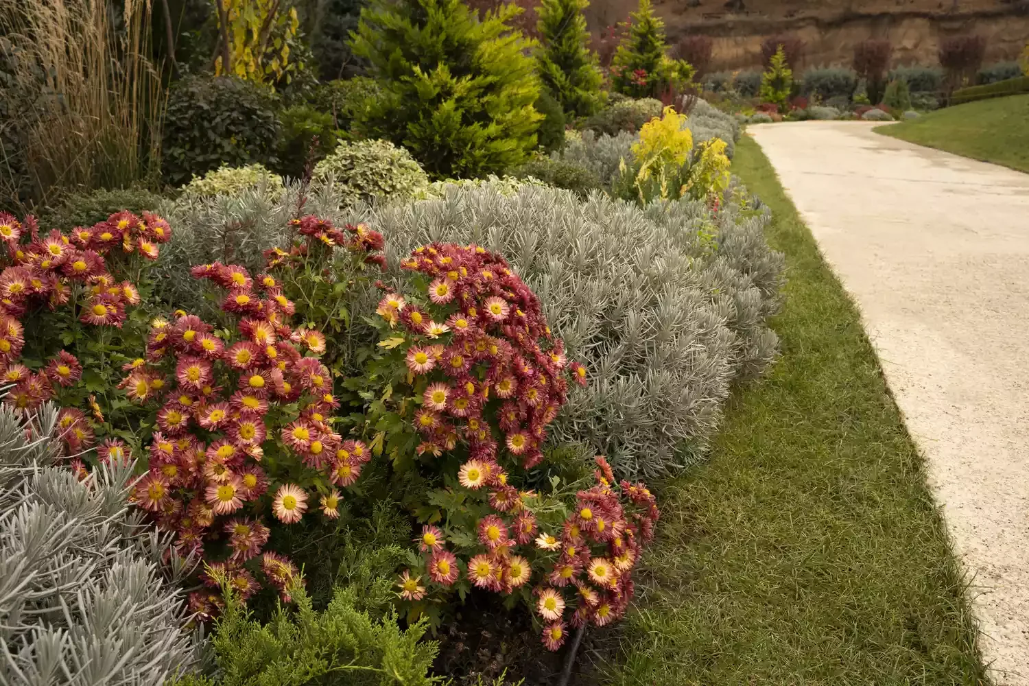Feature Classic Fall Mums