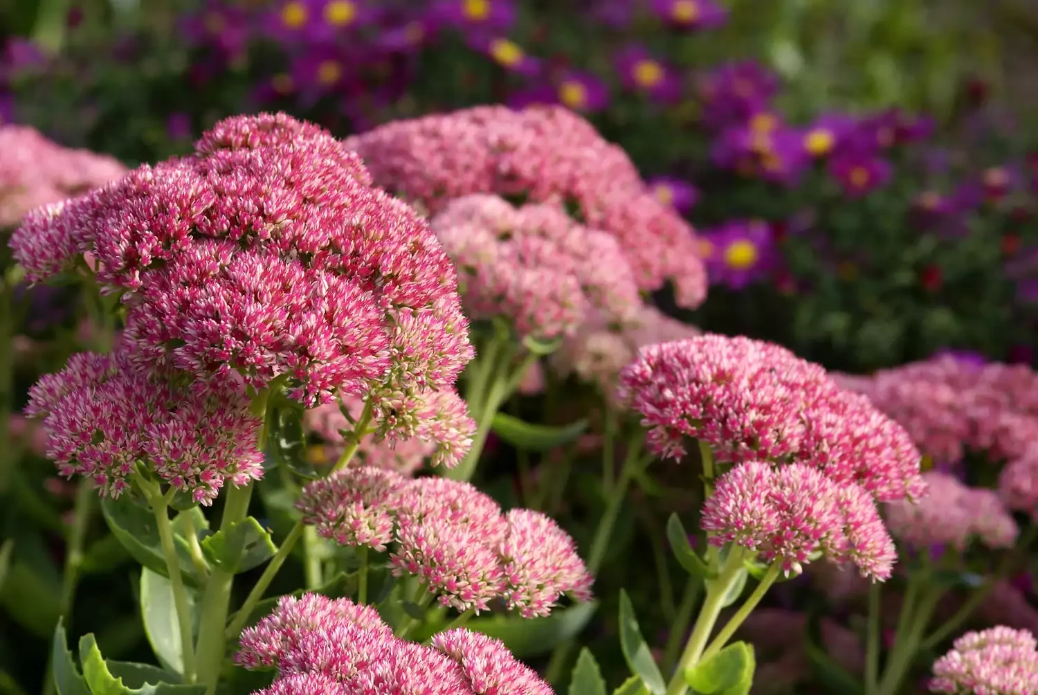 Feature Hardy Sedum