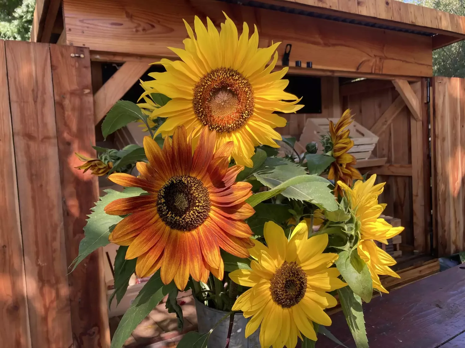 Feature Sunflowers