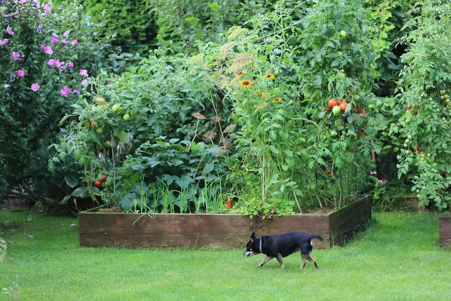 Fill a Raised Bed With a Variety of Plants
