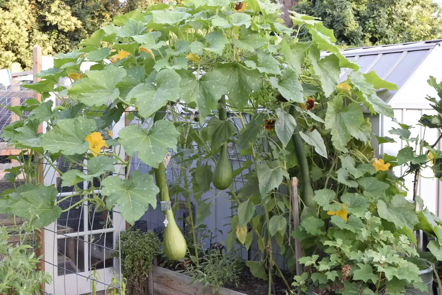 Garden Arch with Cattle Panel Trellis