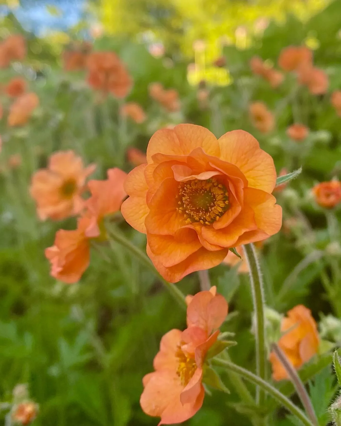 Geum 