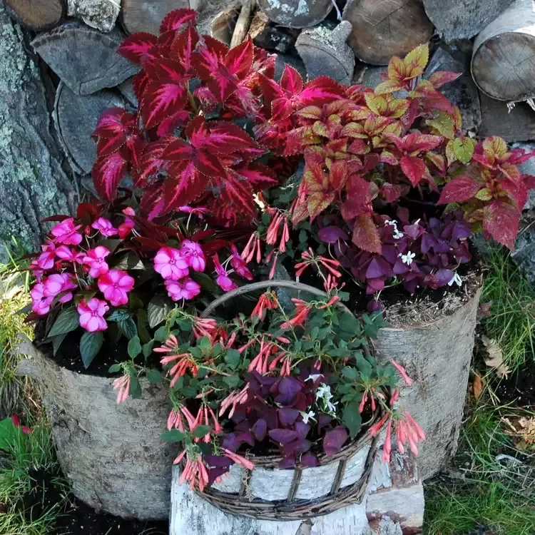 Go Rustic With Birch Log Containers