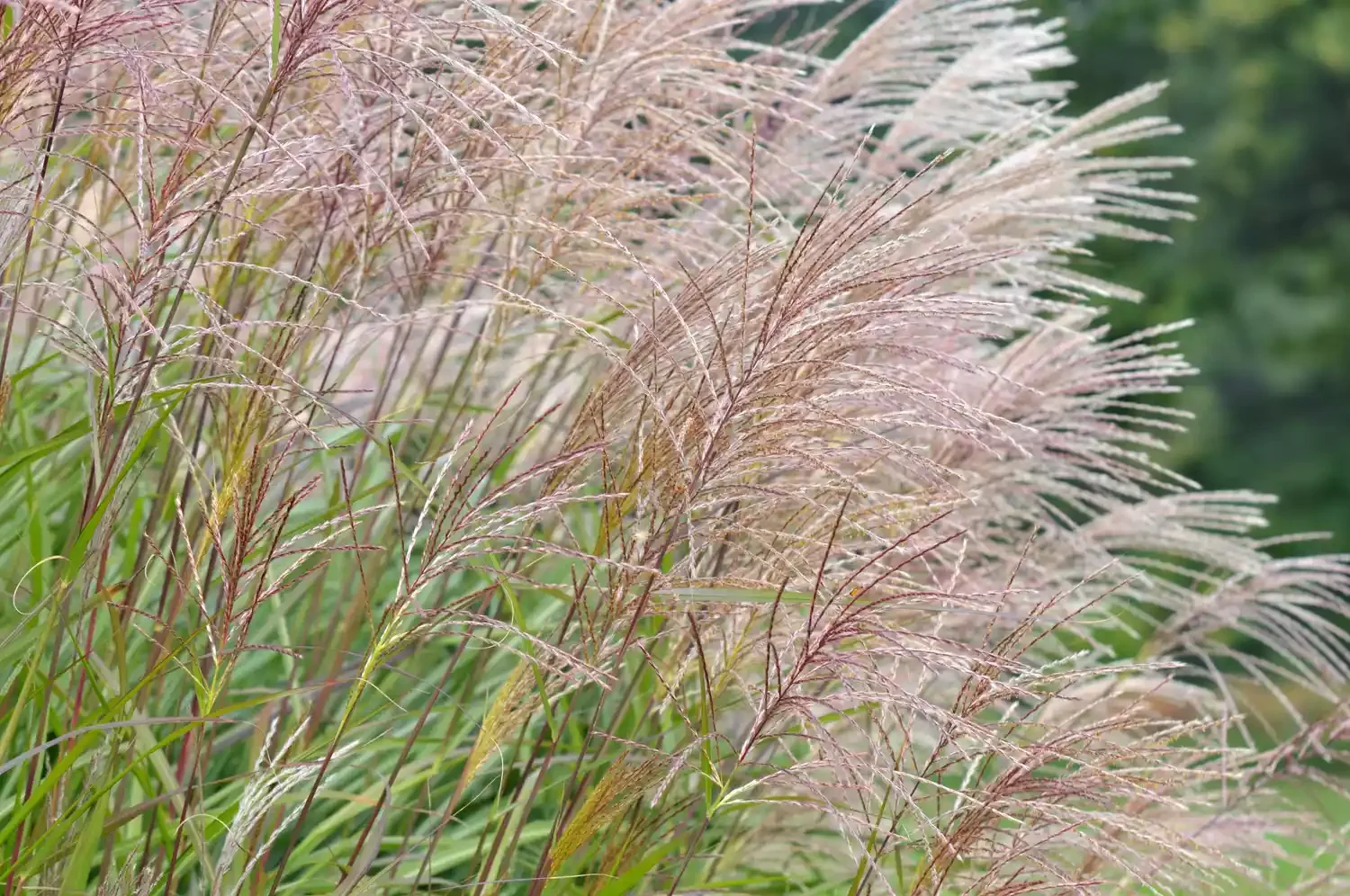Grow Tall Grasses