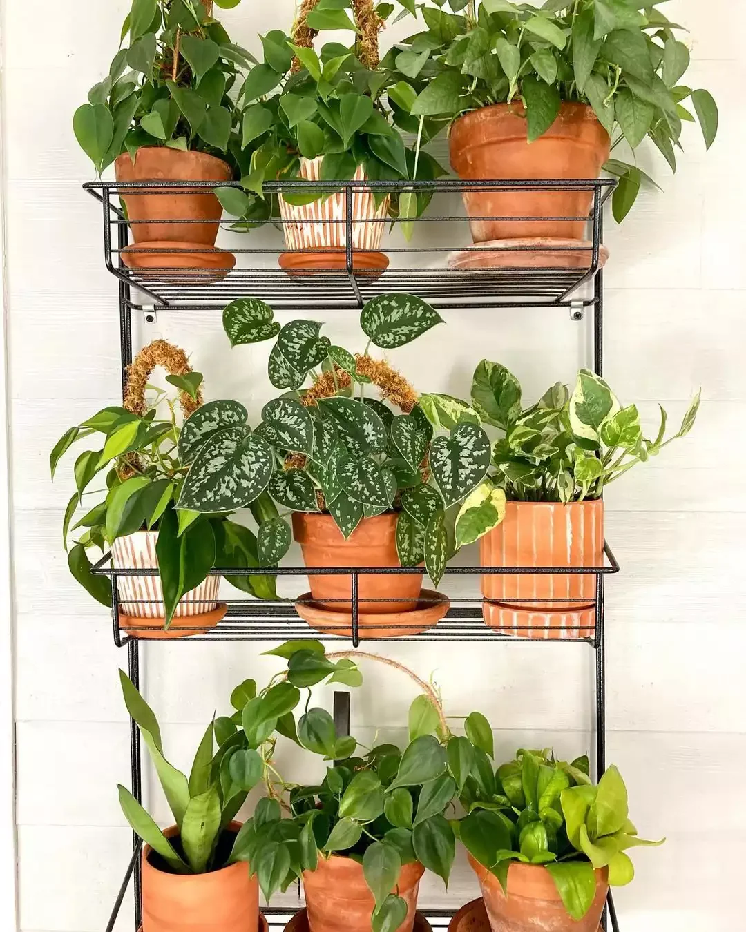 Install a Plant Shelf