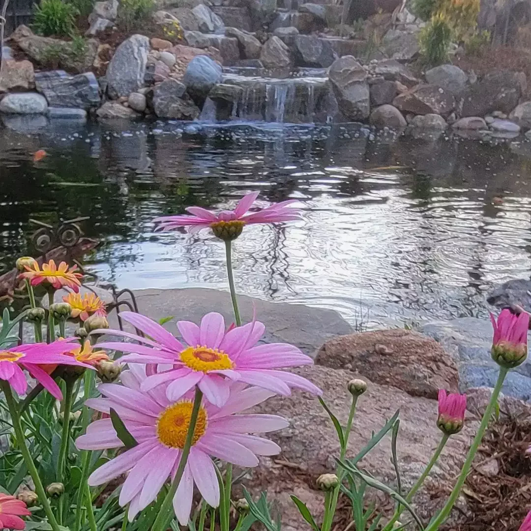 Koi Pond Vista