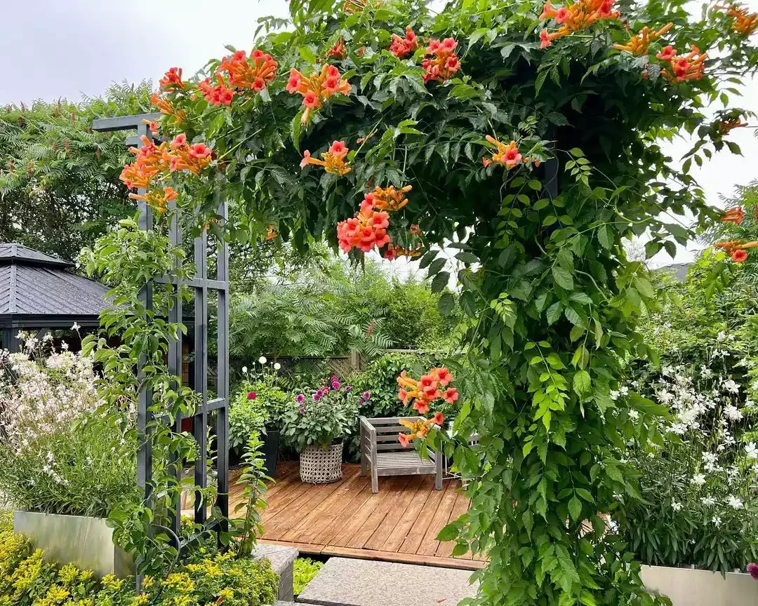 Let the Vines Climb