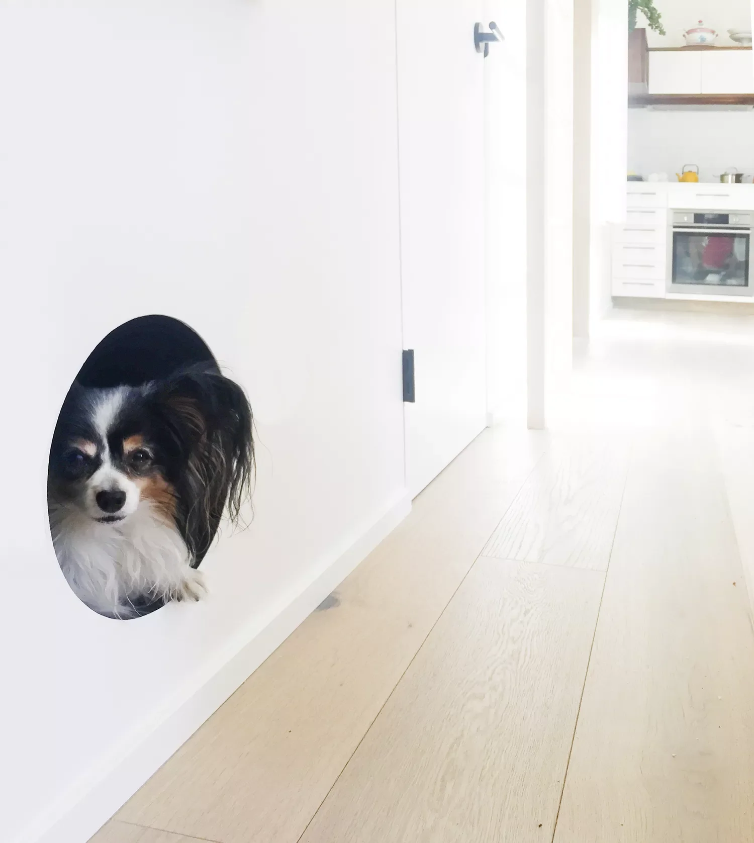 Modern Dog Room