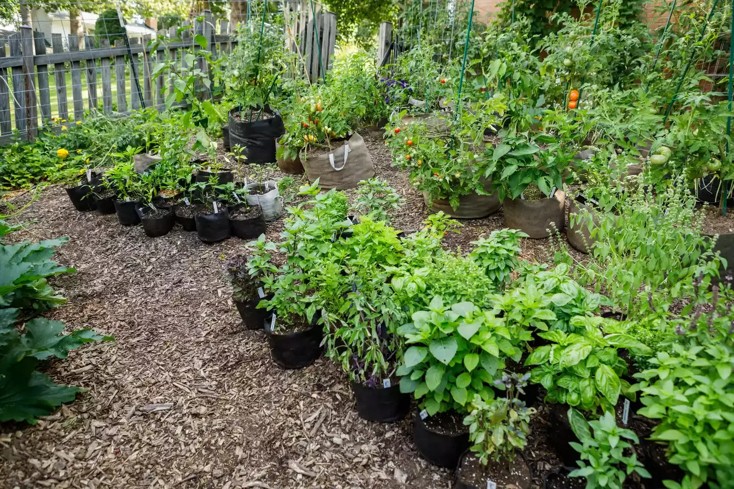 Opt for a Low-Maintenance Container Garden