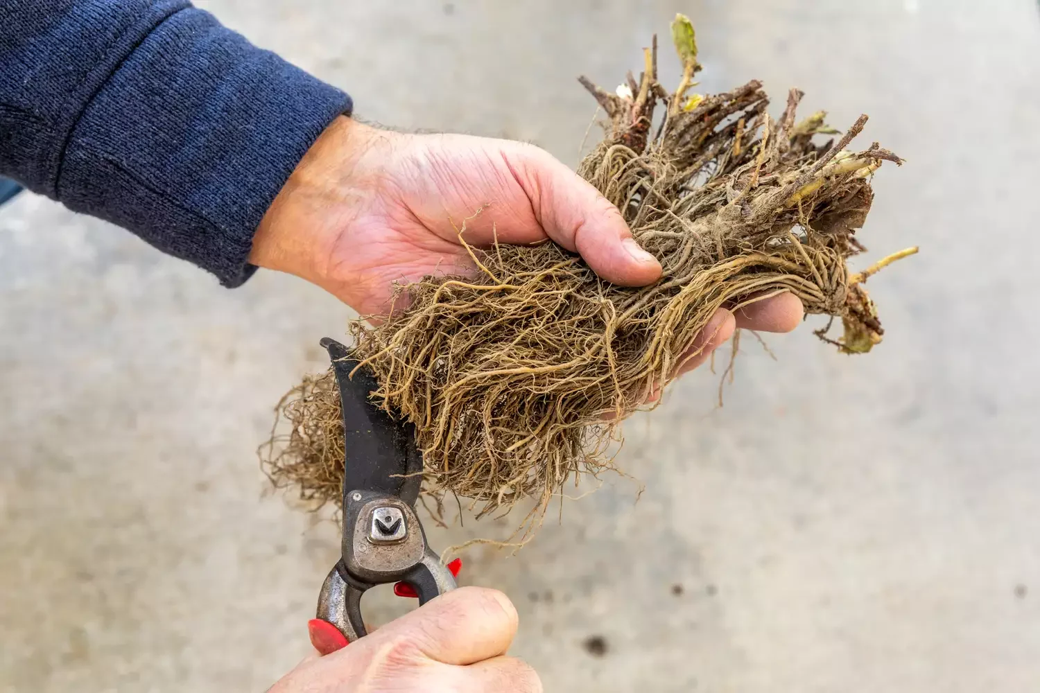 Order Bare Root Plants, Too