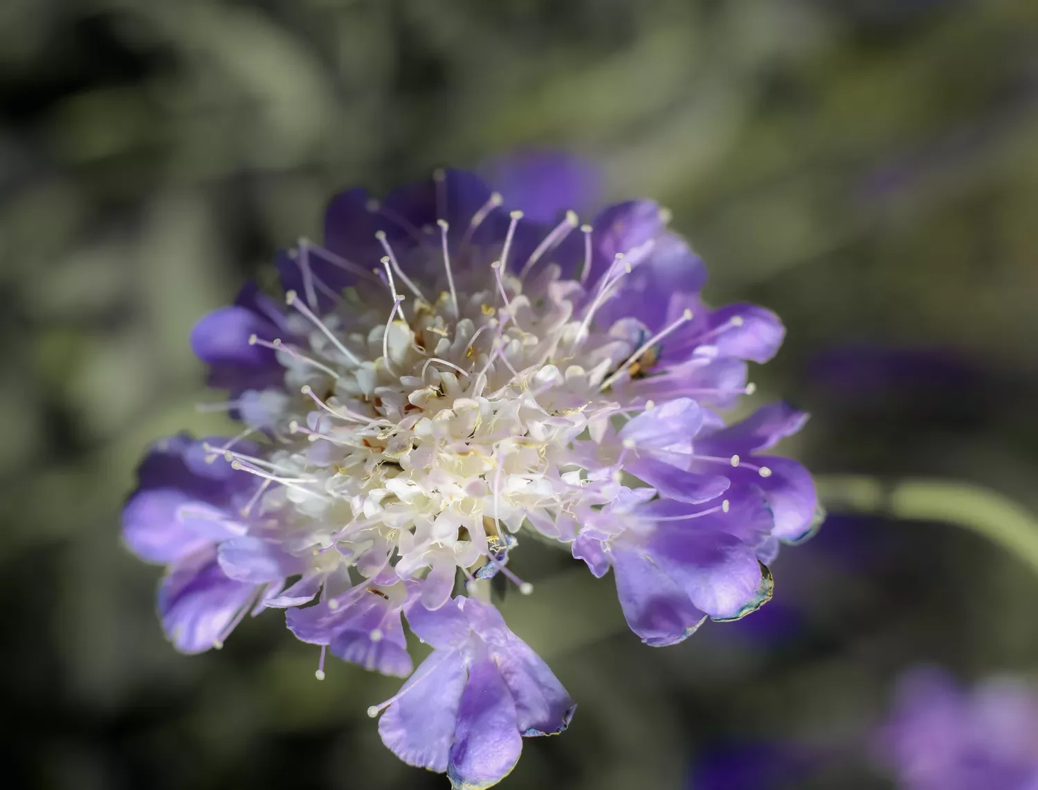 Pincushion