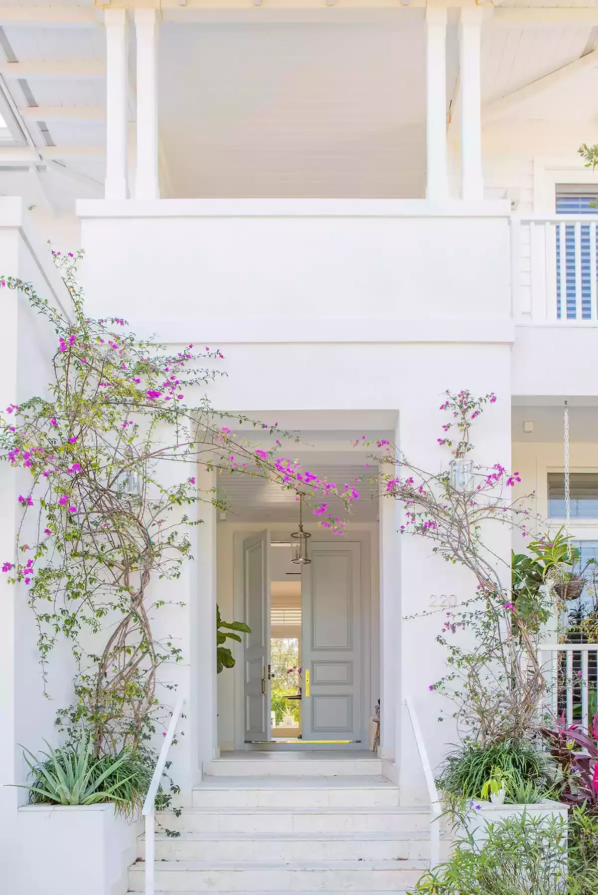 Plant Climbing Vines