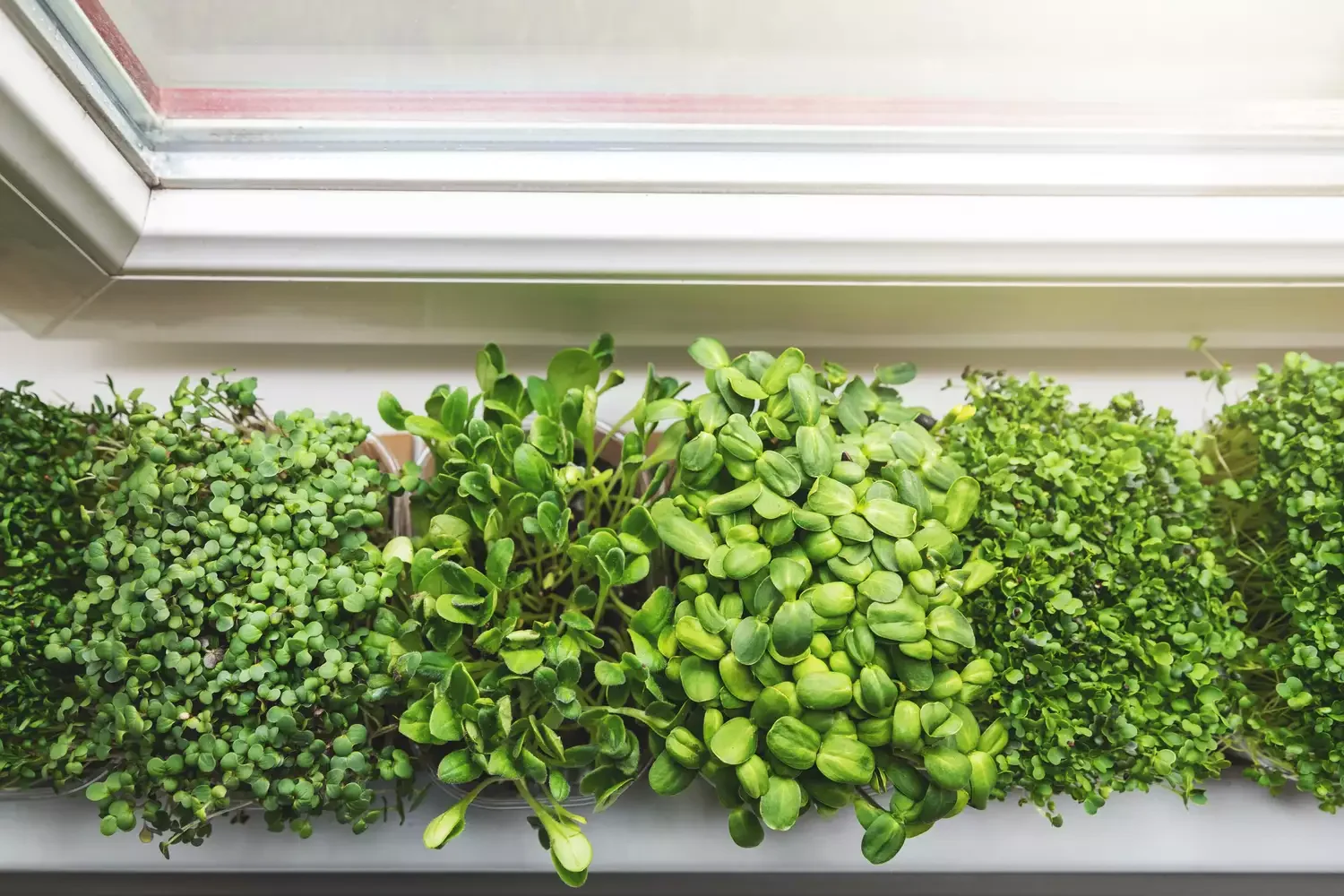Plant Microgreens