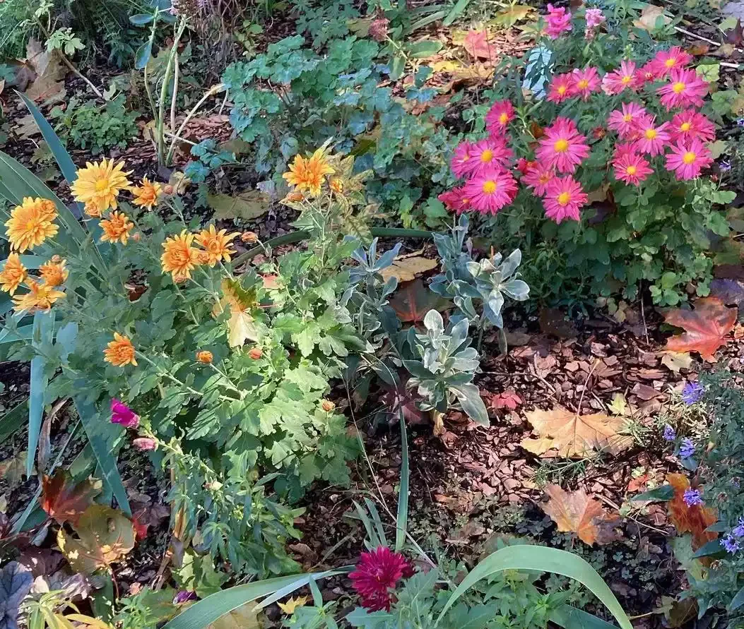 Plant Those Mums