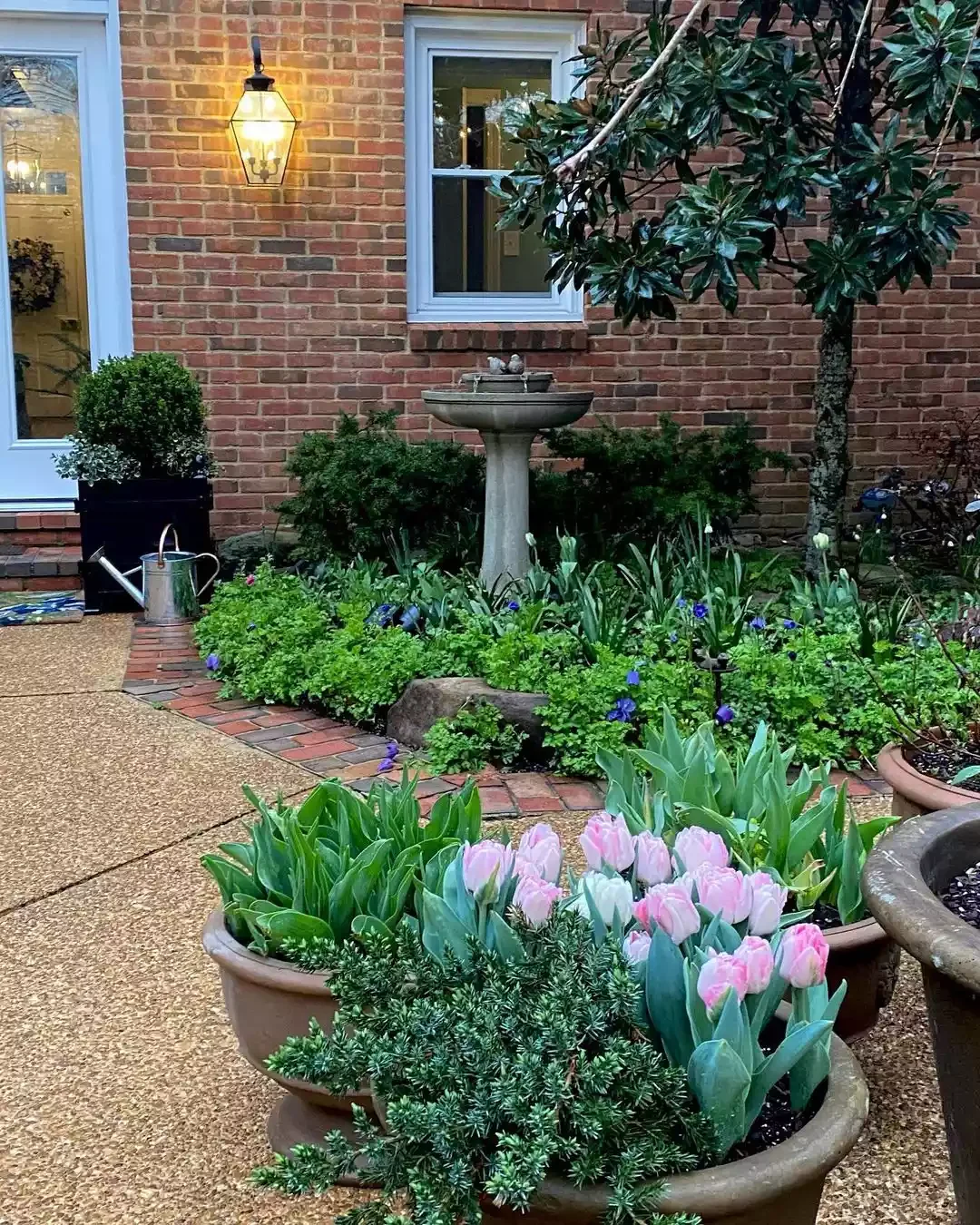 Plant Tulips in Pots