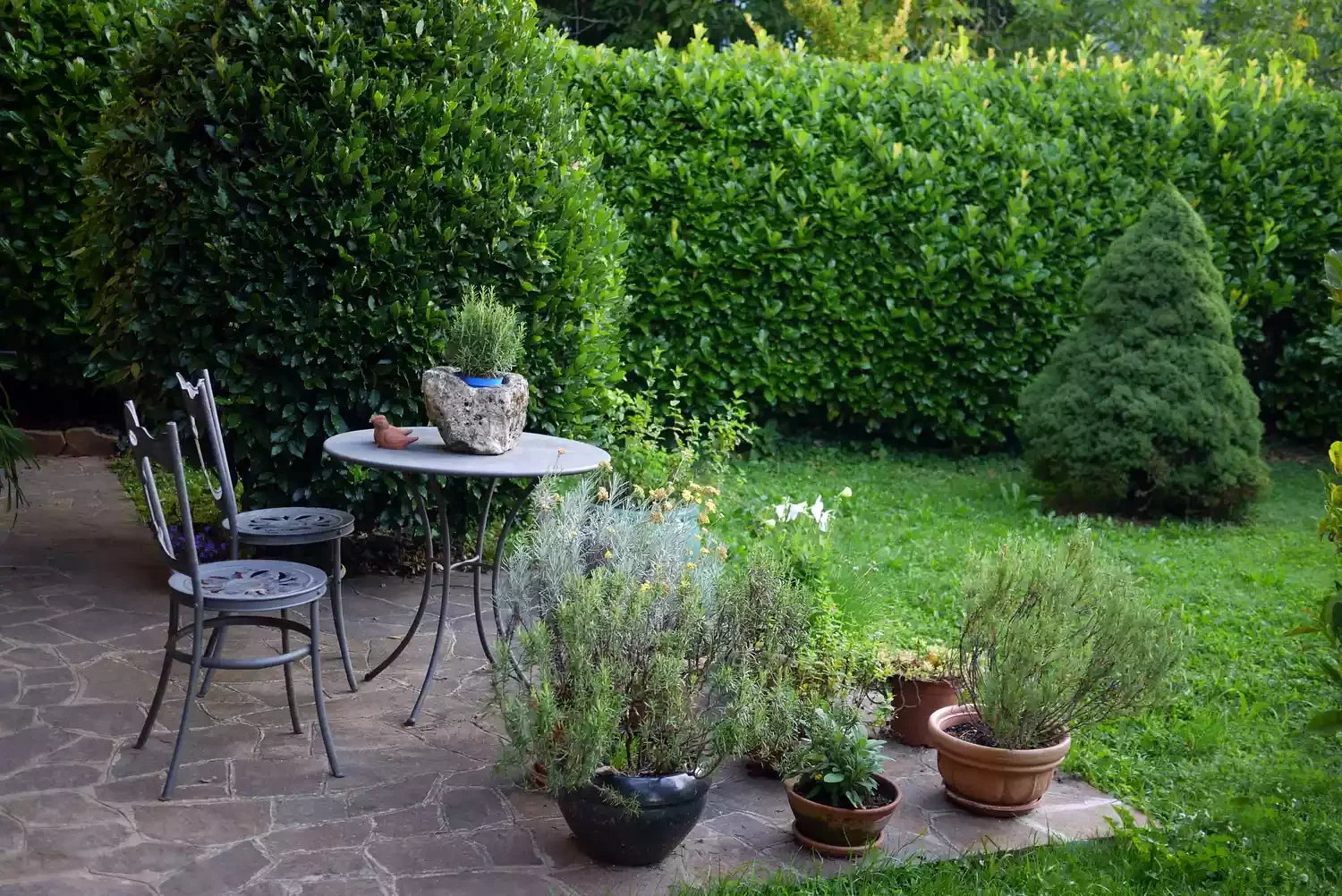Plant Woody Herbs for Year-Round Greenery