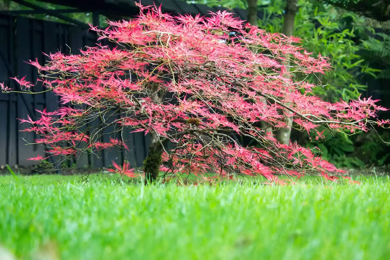 Plant a Japanese Maple Tree