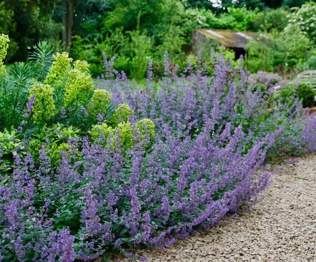 Plant for Pollinators