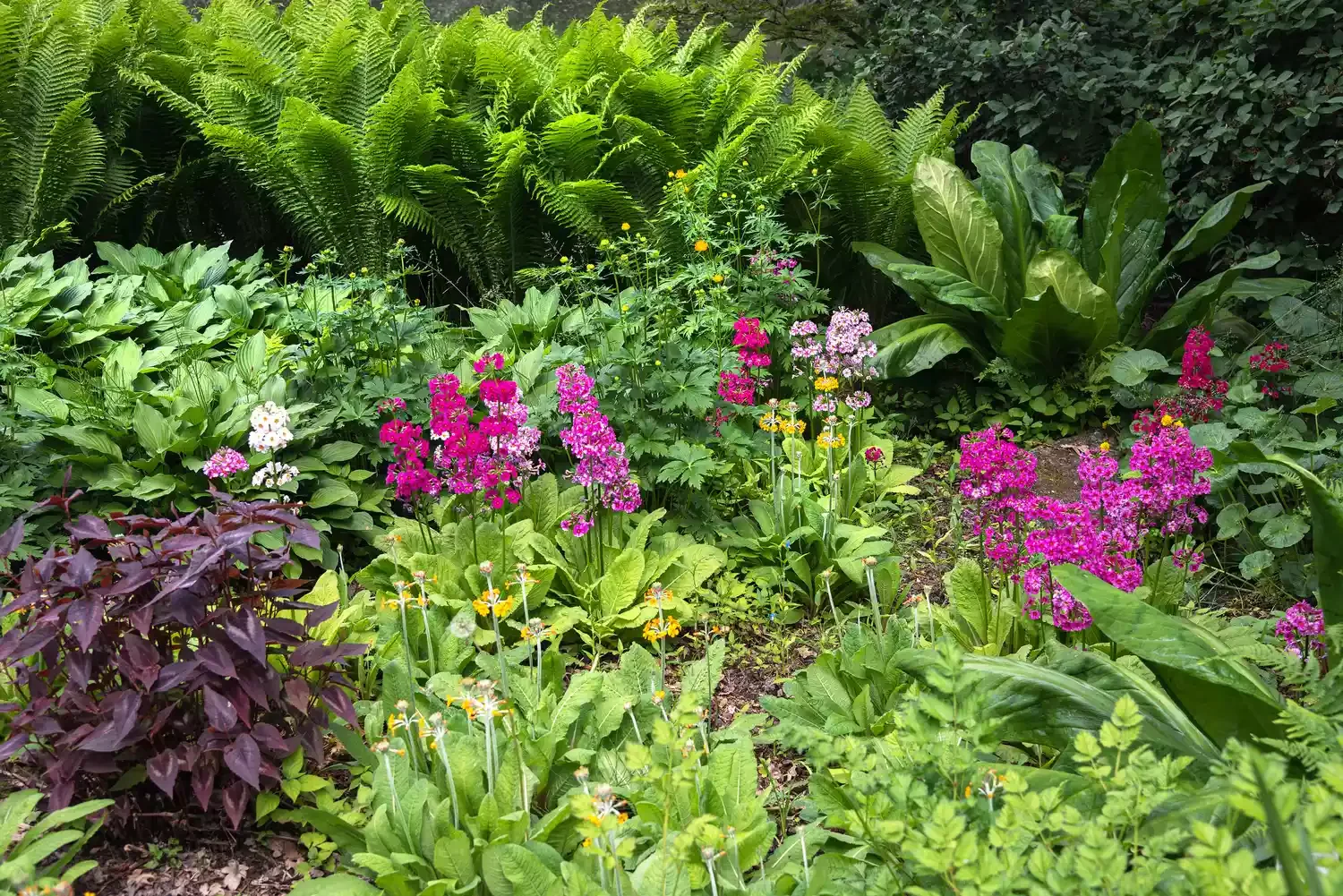 Rain Garden