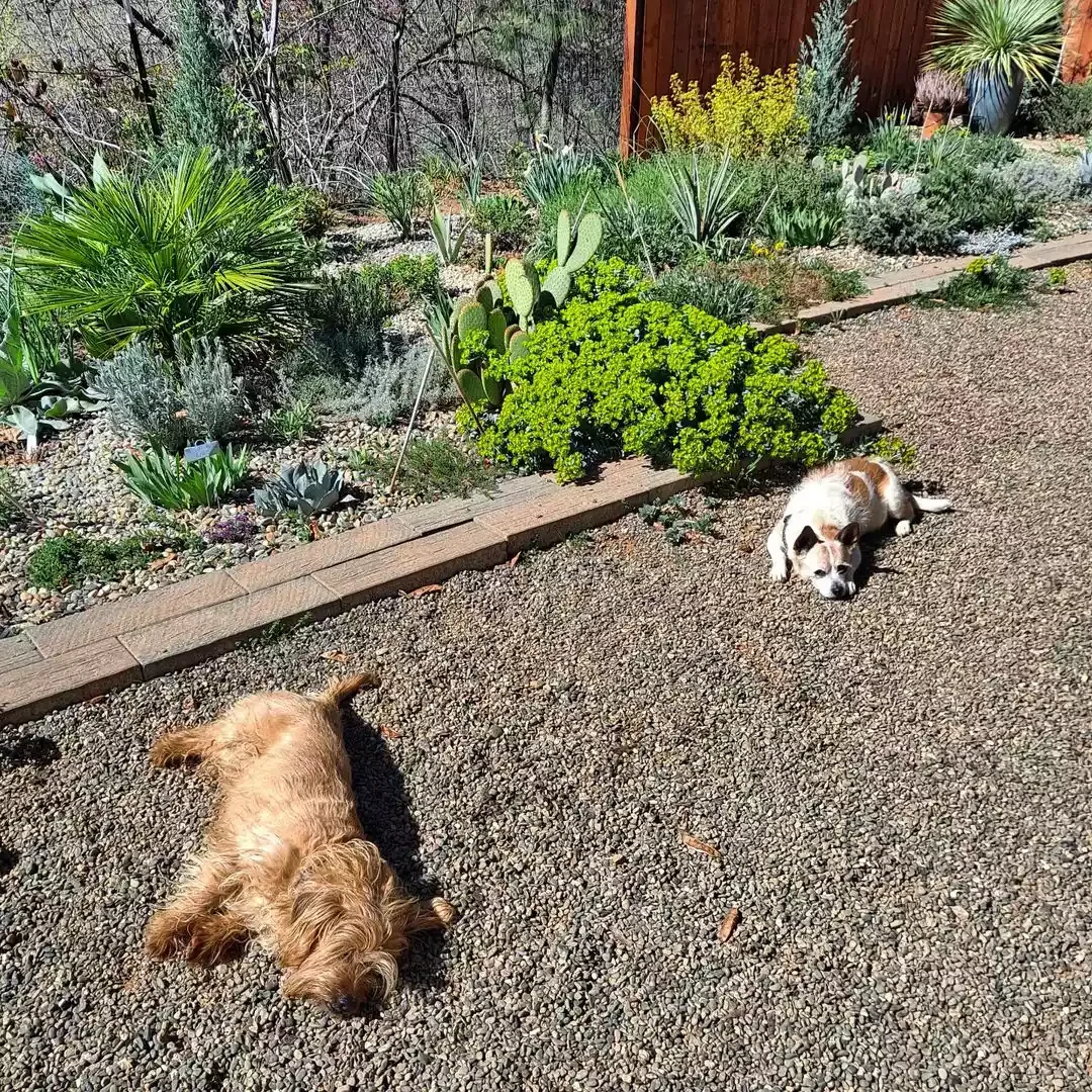 River Rock Pet Patio