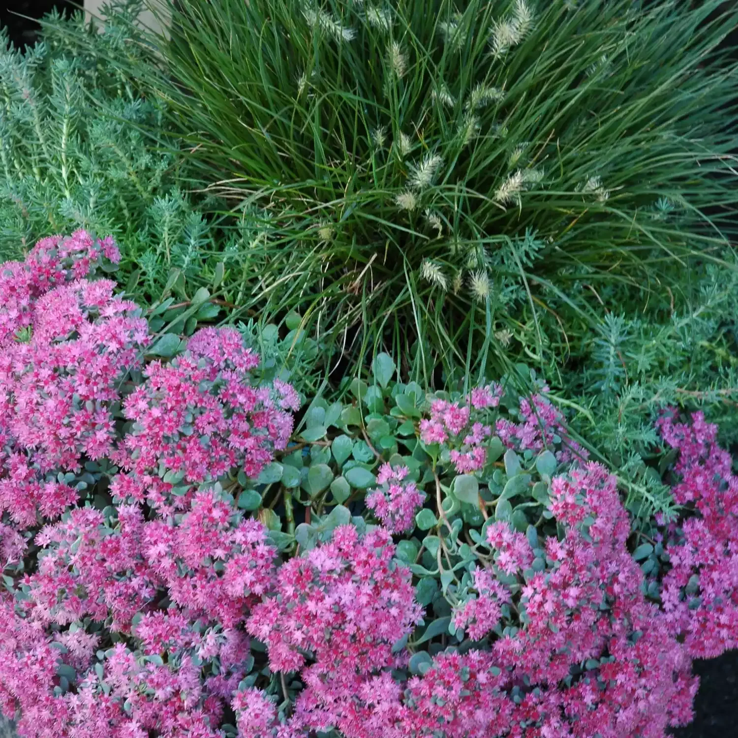 Sedum With Rosemary and Grass