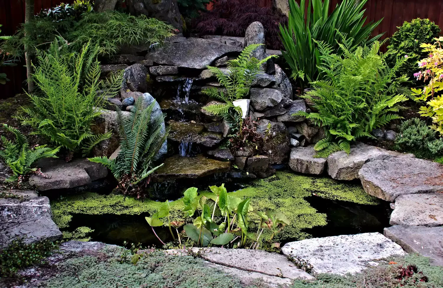 Shady Pond