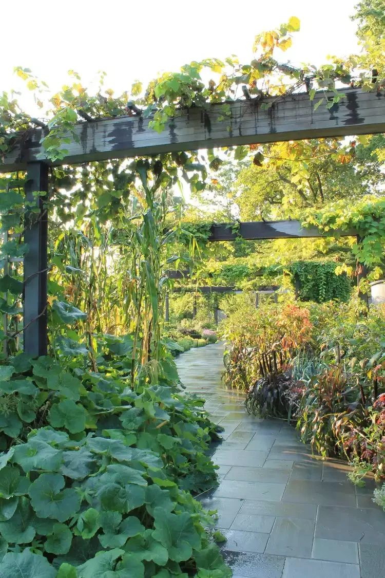 Simple Walkway in a Lush Garden