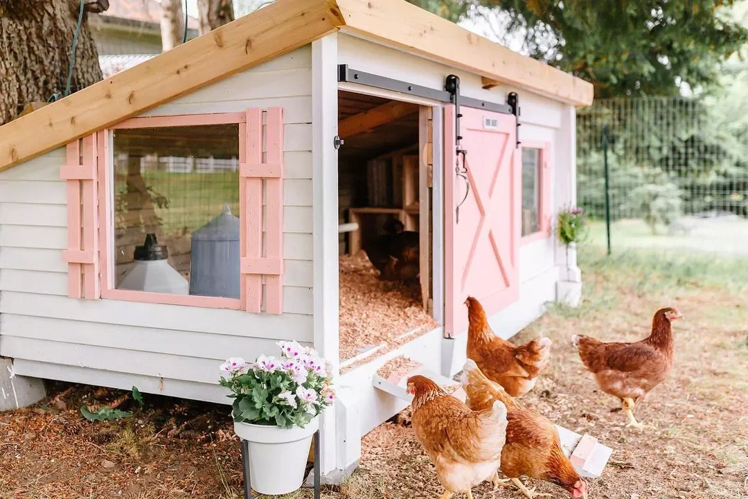 Spruce Up Your Chicken Coop