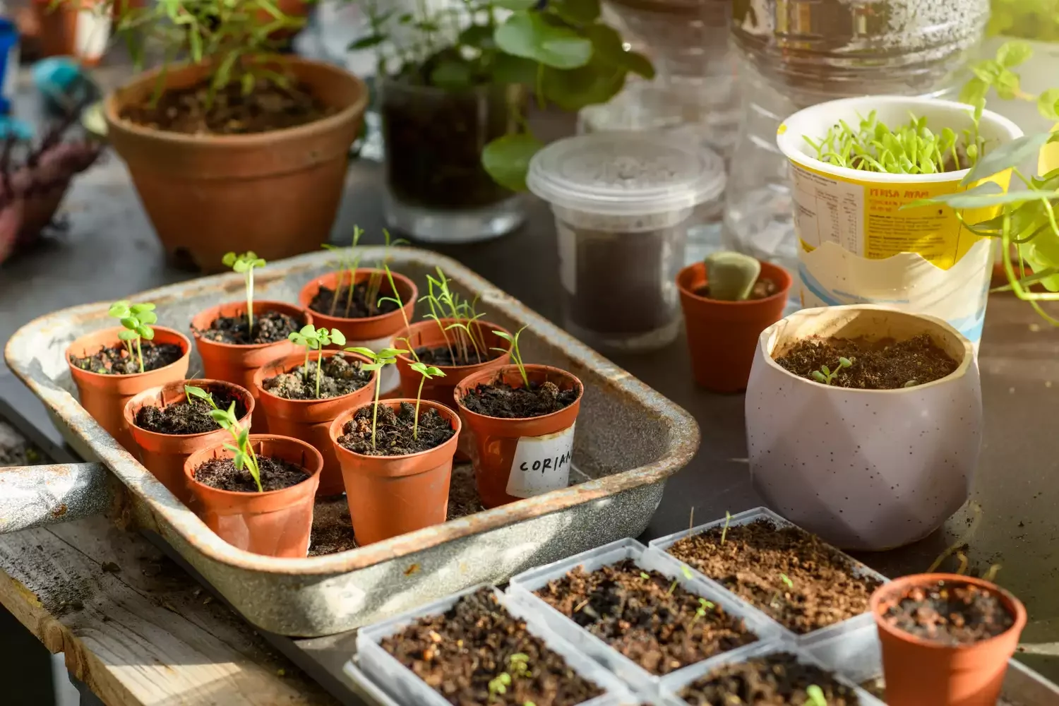 Start Seeds Indoors