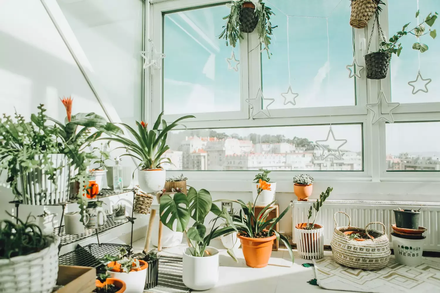 Style Some Plants