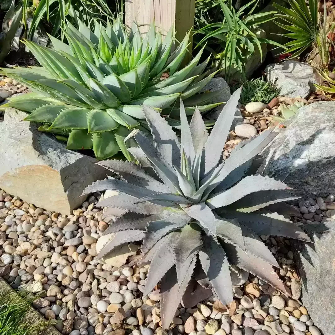 Succulent Rock Garden