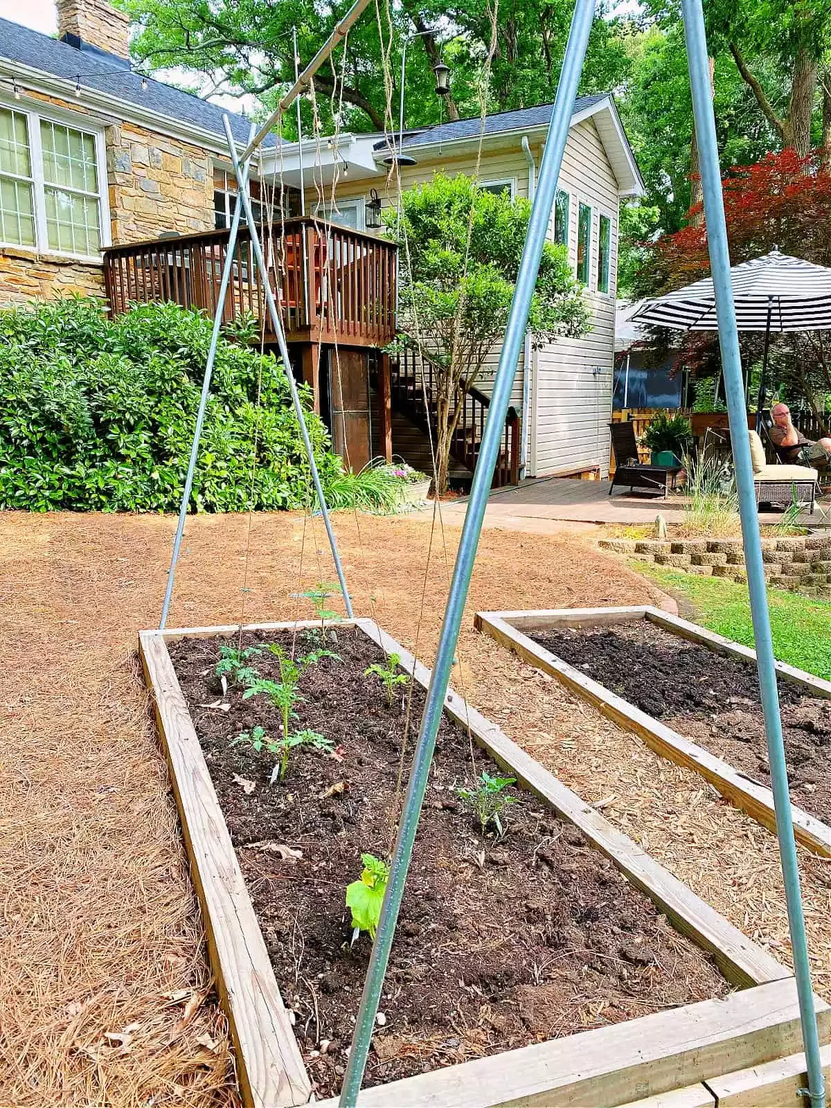 Tomato Trellis With Conduit