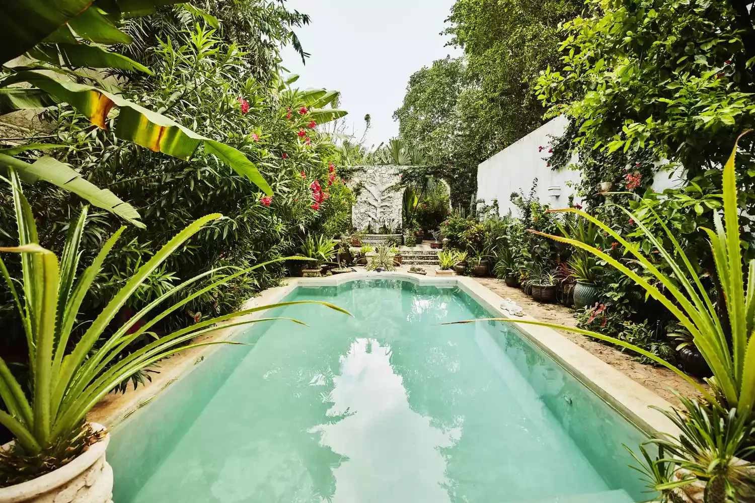 Tropical Plant Border