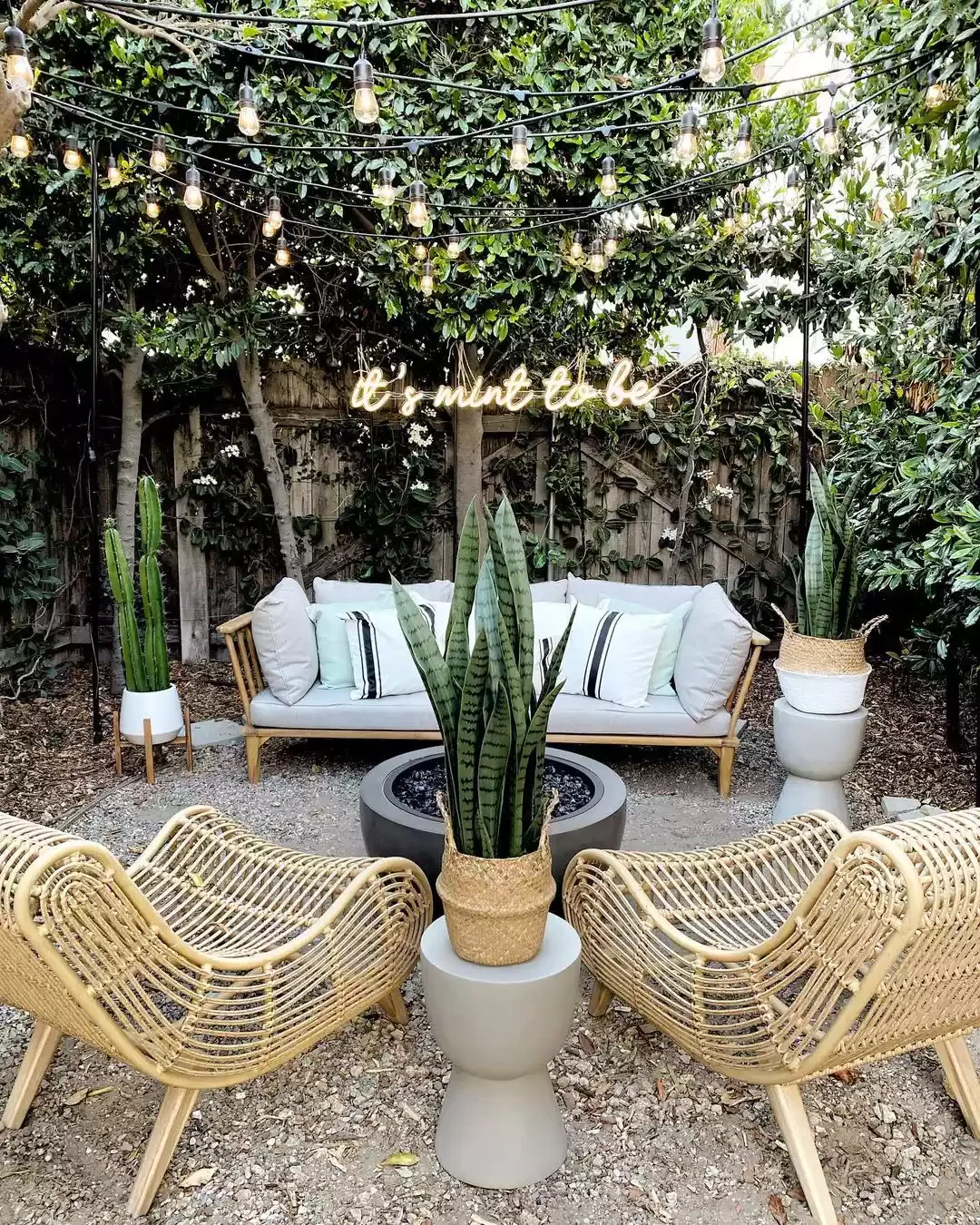 Try Potted Cacti