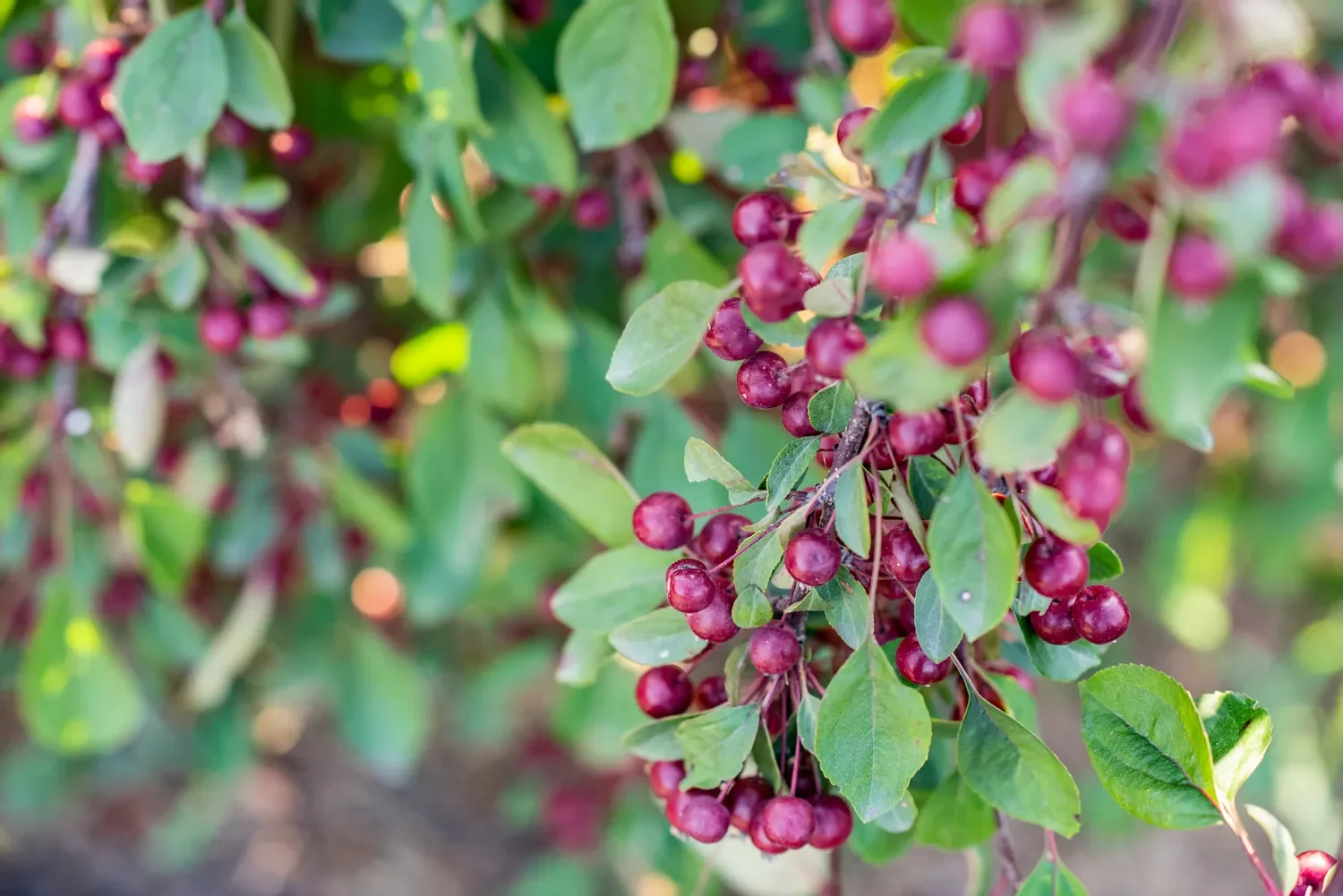 Use Berries and Bark