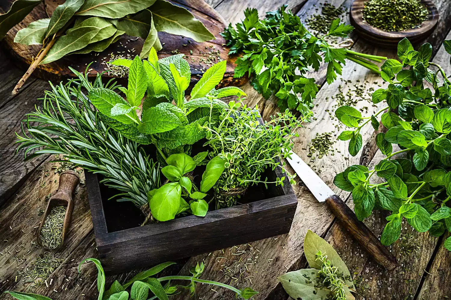 Use Herbs as Companions