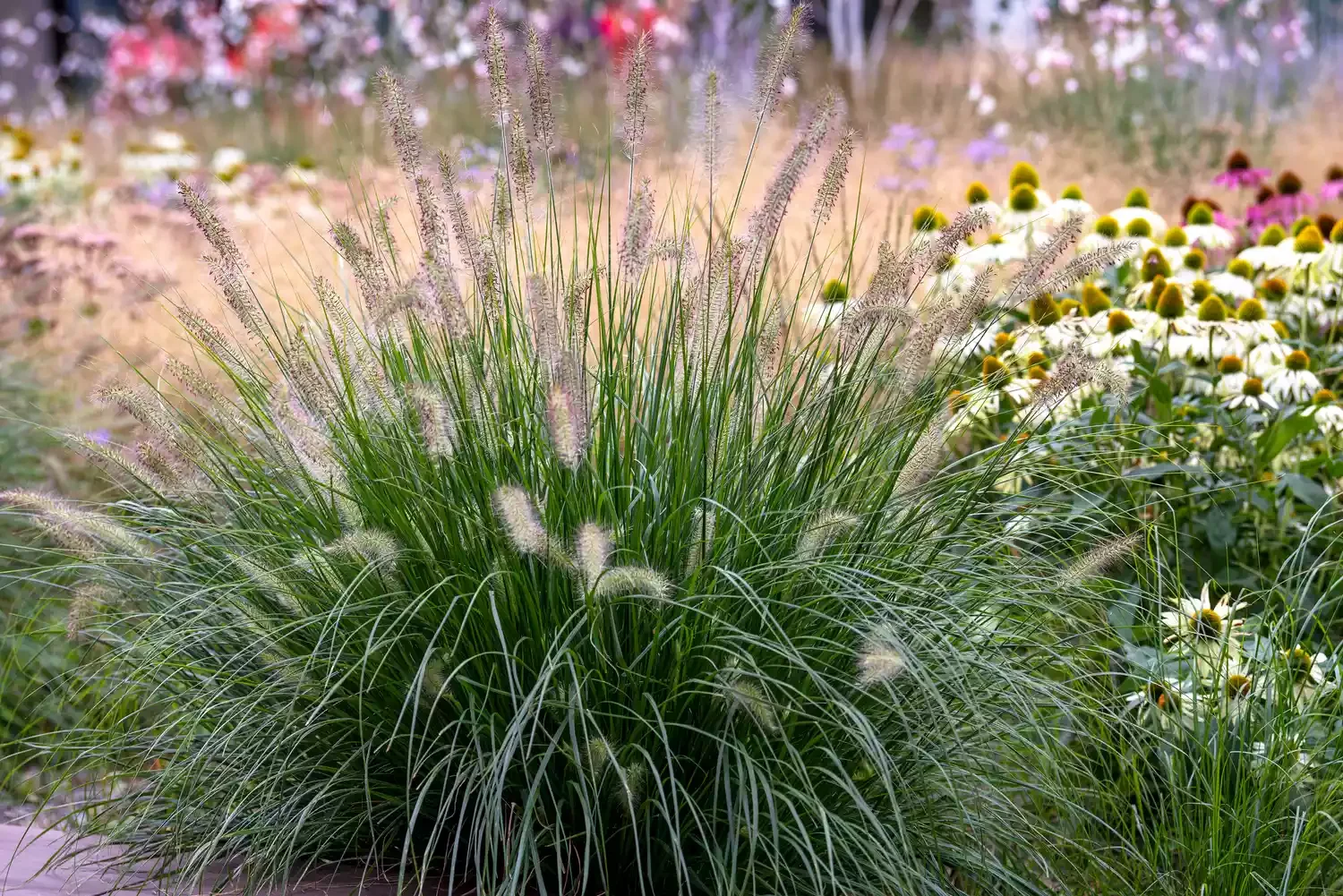 Use Tall Grasses