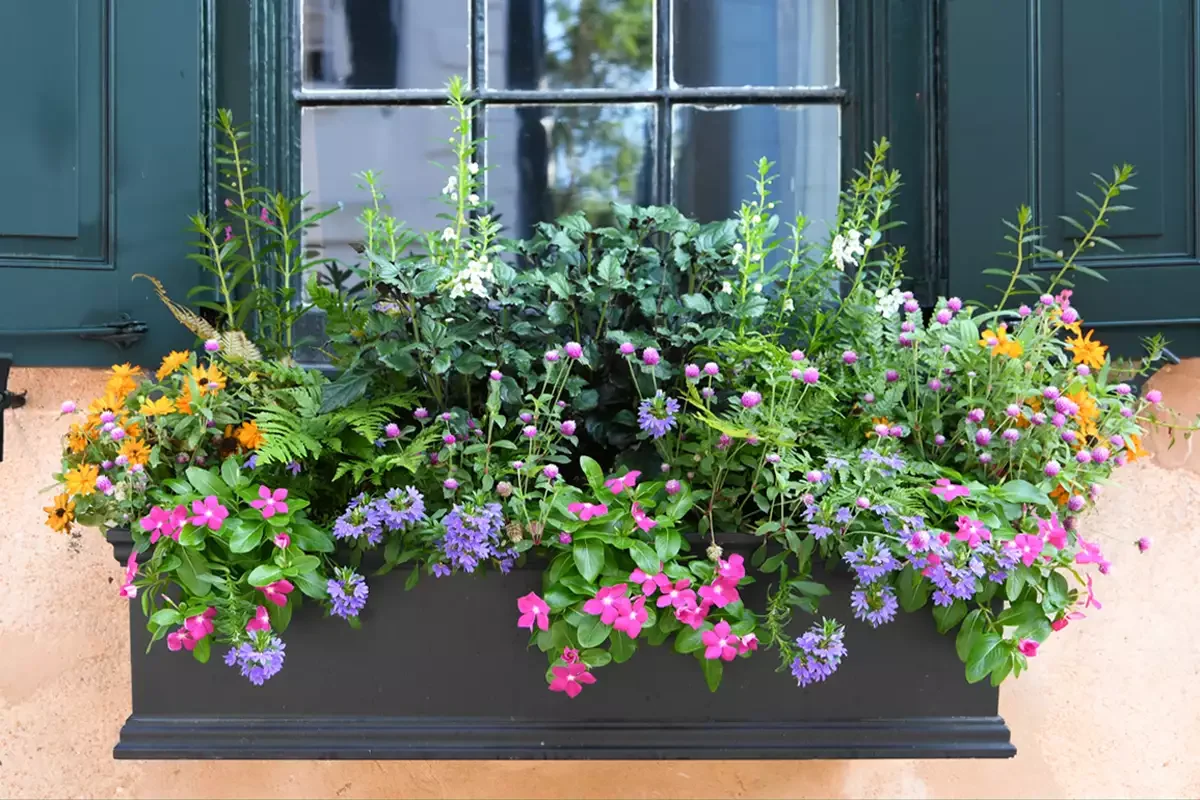 Use Window Boxes