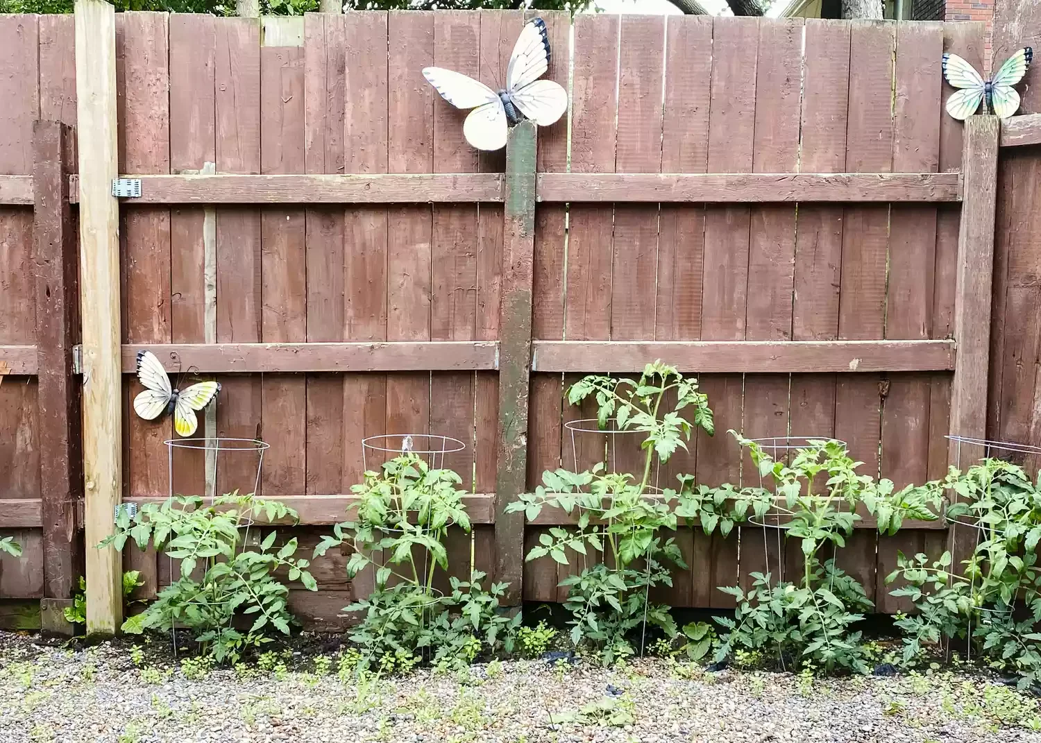Wood Fence With Plants