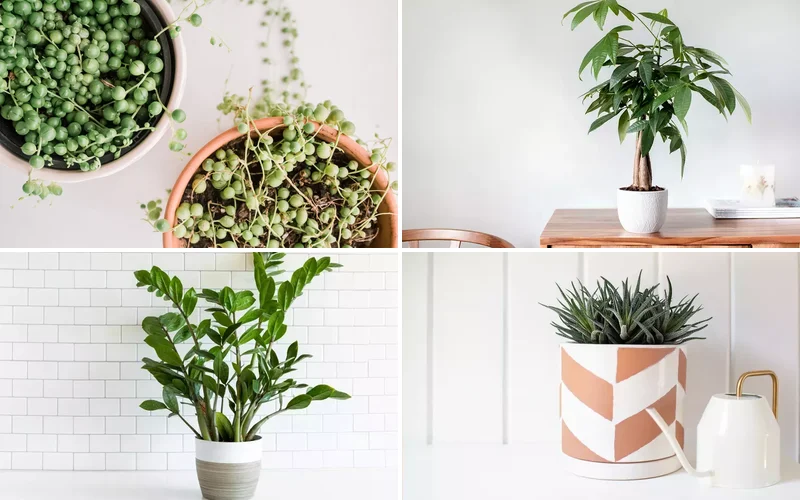 30 Beautiful Indoor Plants to Add Fresh Life to Your Home