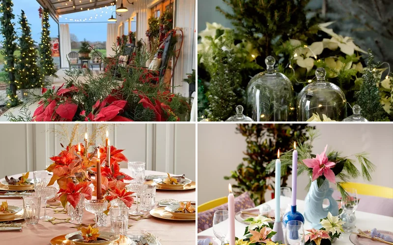 21 Beautiful Poinsettia Decor Ideas for Stunning Holiday